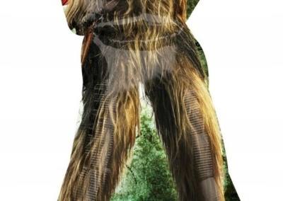 Balon z helem Star Wars Chewbacca 35 zł z helem